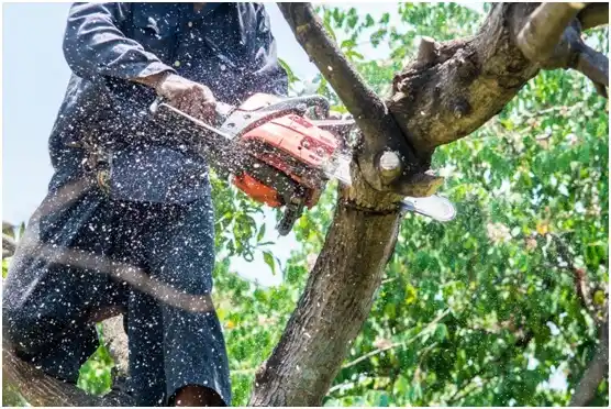 tree services Cana